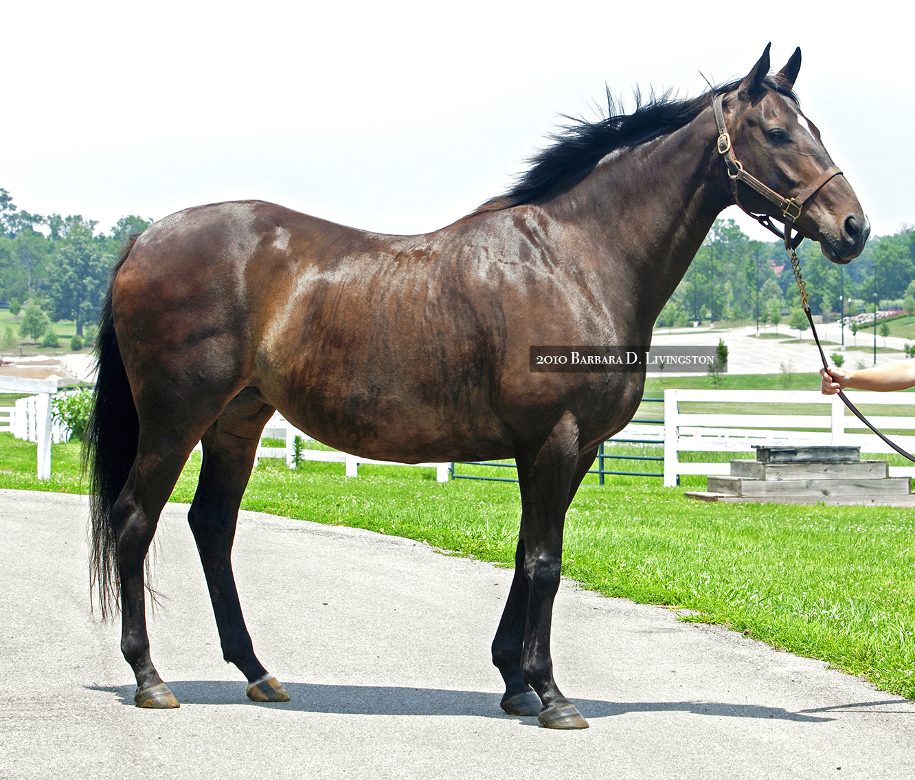 Bay Brindle QH Wild Horse Islands 