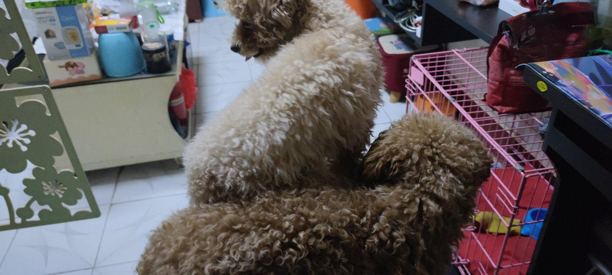 12345zx1's tweet photo. 你俩已经不是小时候了，我的腿已经站不下你俩了(⇀‸↼‶) https://t.co/mcf1ogGr2e