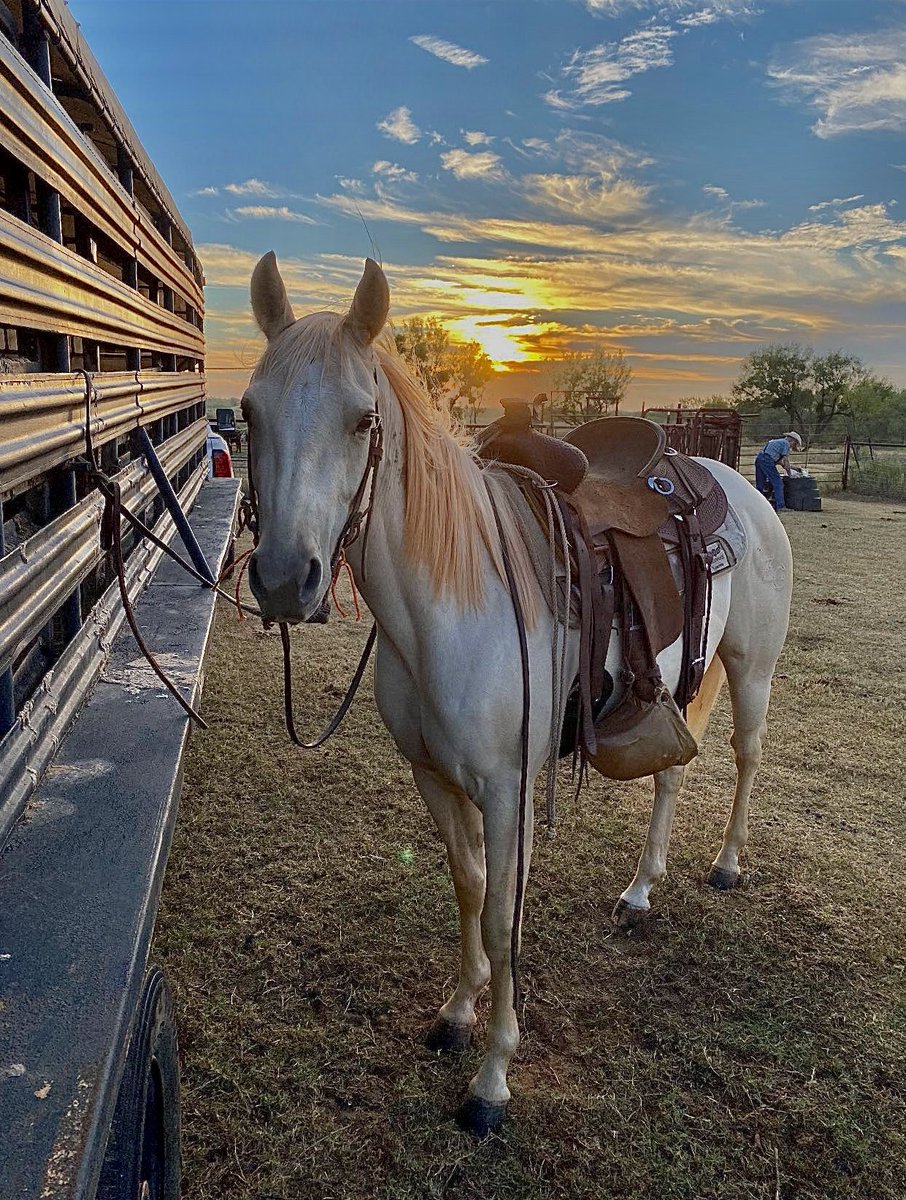 Honey Butter Biscuit, doing her thing day working
