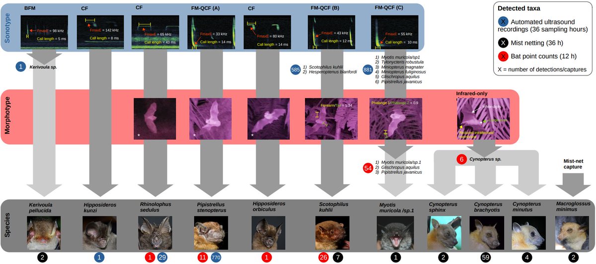 SASE_Lab's tweet photo. #PaperAlert
What do #bats do at night? our postdoc #KevinDarras and collaborators reveal the unseen/unheard business of bats using novel #BatPointSounds method.

A collaborative effort @efforts_crc990 @FuncAgroEco
@Westlake_Uni @uniGoettingen @ClaraZemp

https://t.co/oM9Nl7SY5J https://t.co/T2DNFgtSWD