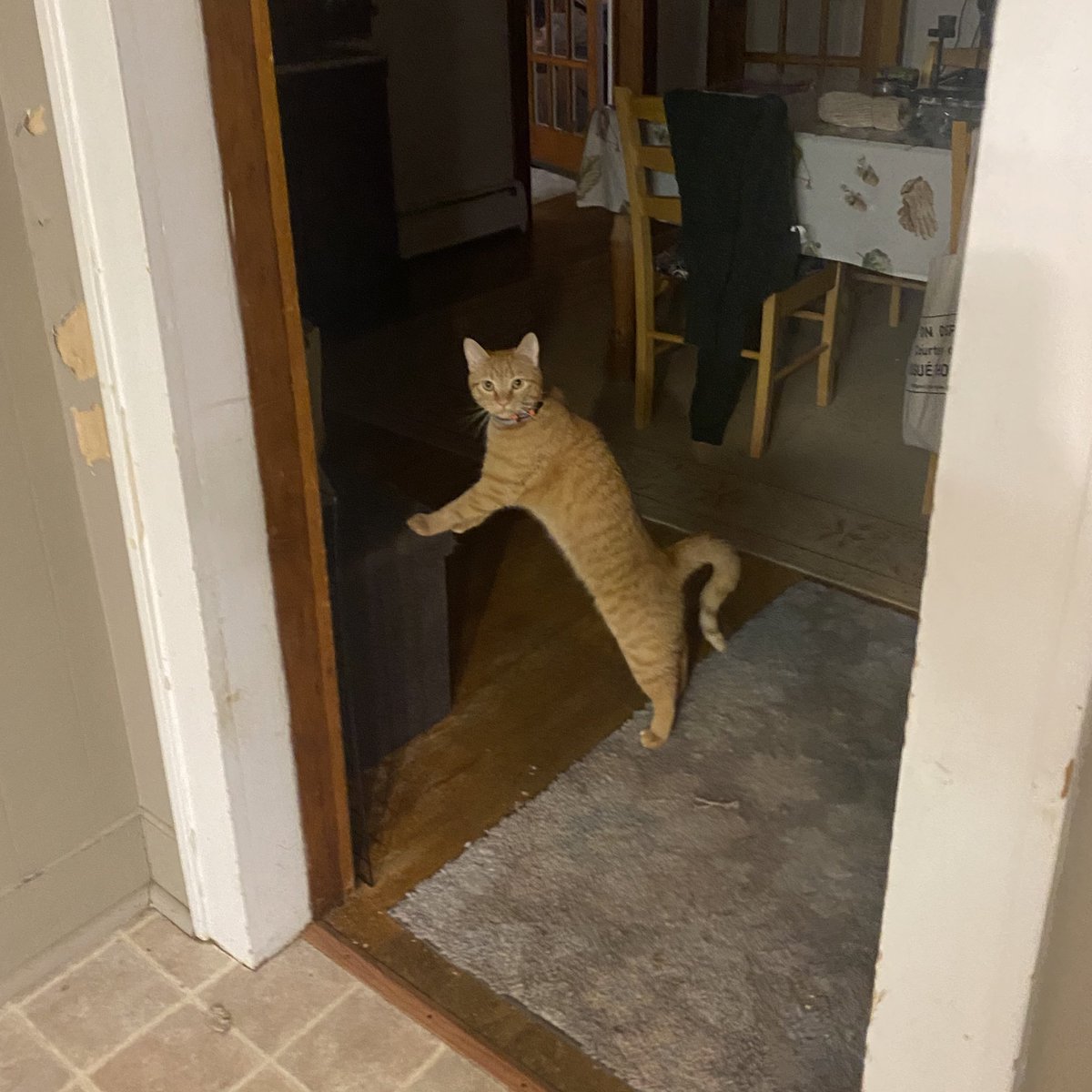 elton the cat tweet media