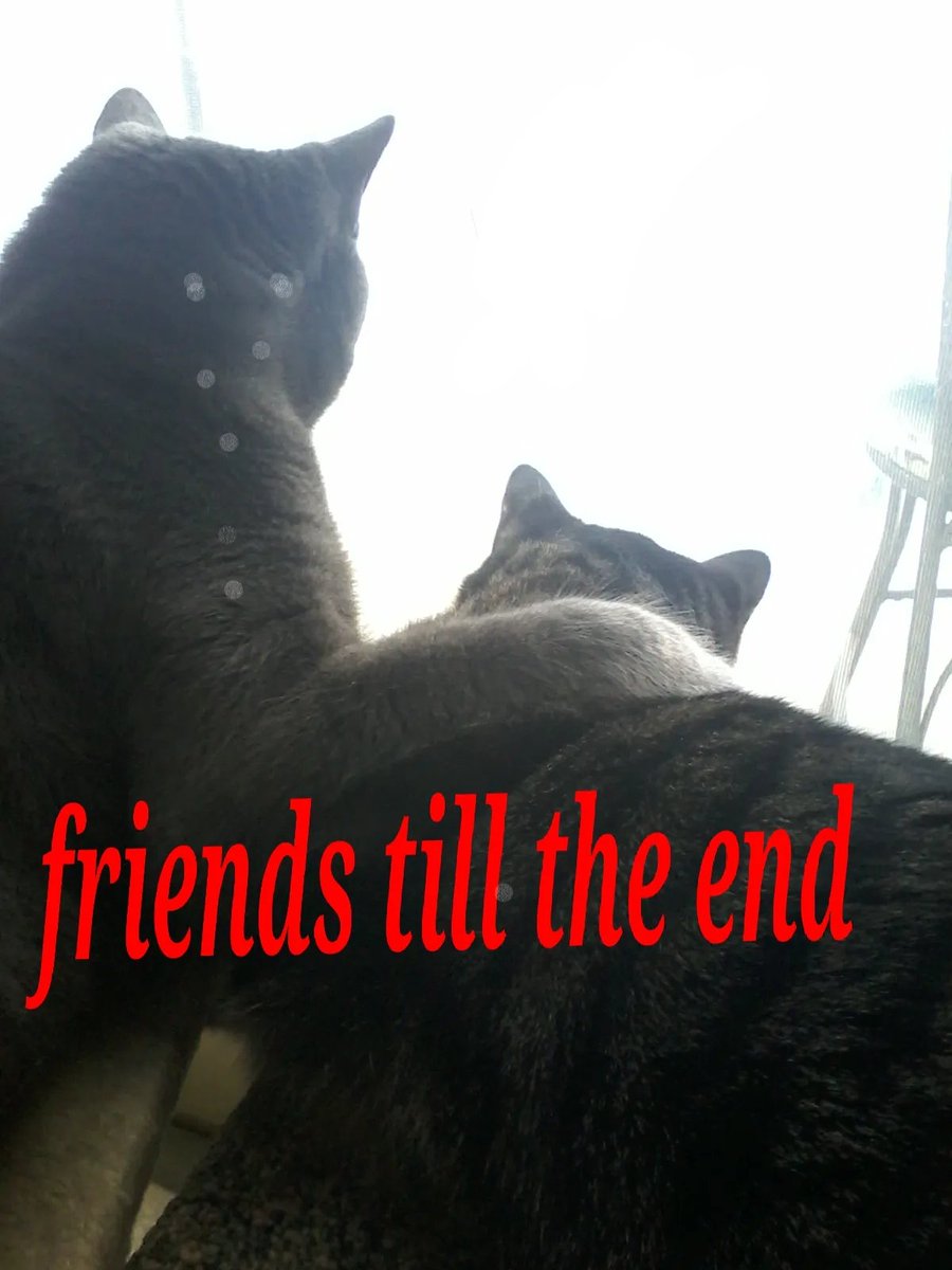 Carsonrock1951's tweet photo. Im bored btw here's a pic of Dawson and Hunter looking outside ❤❤ https://t.co/LzhqgKL39D