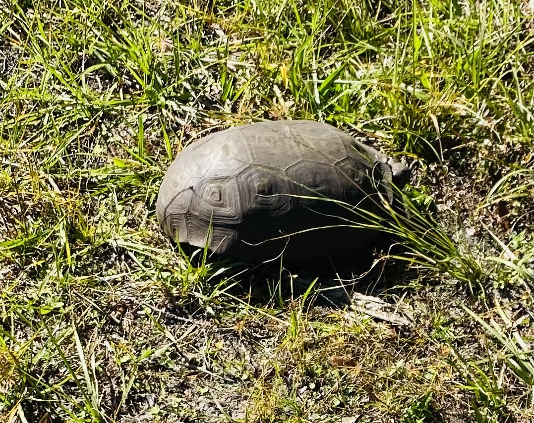 Andrea_Morehead's tweet photo. Another walk, another turtle. Be patient. Stay grounded. Be humble. Slow and steady wins the race in life. #TheBrightestStar #ThreeSixtyFive #Forty #ThreeFortyNine https://t.co/ENZZi3uyZ5