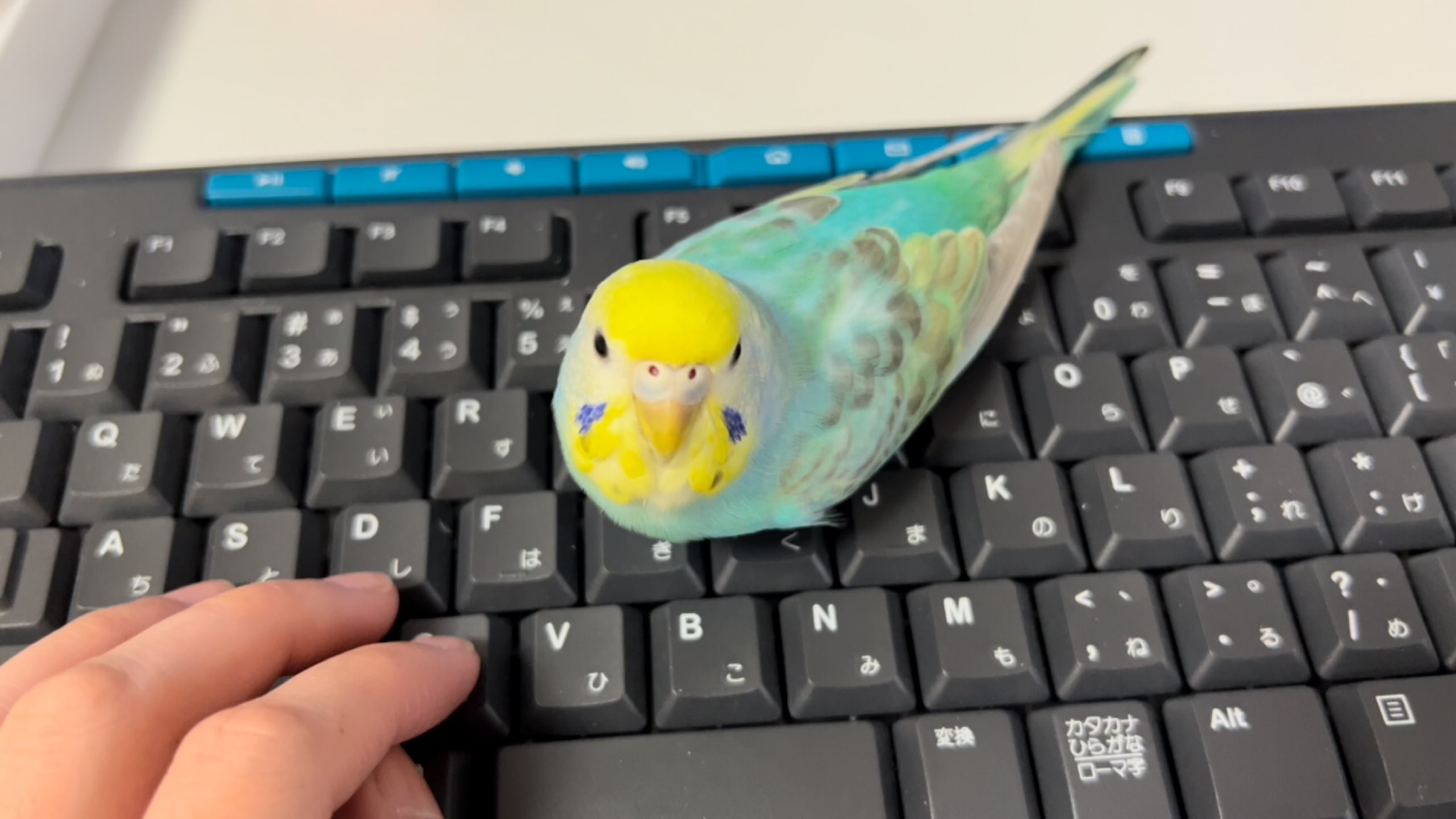 Kotori Tv インコ Kiokio0601 Twitter