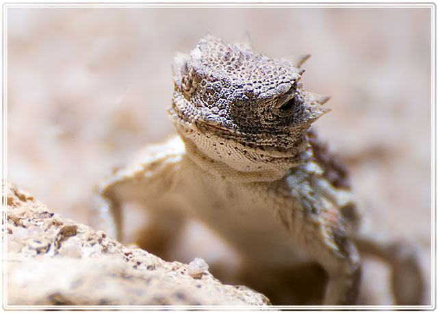 photos_dsmith's tweet photo. a #horned #lizard #rests on a hot rock soaking up the #sun, looking for its next #meal shot using @UKNikon @NikonEurope #animal #animallovers #photography #photo #life #inthedesert #desert #massiveinfluence #influence throughout my life from #DavidAttenborough https://t.co/9Ou3DFNFG2