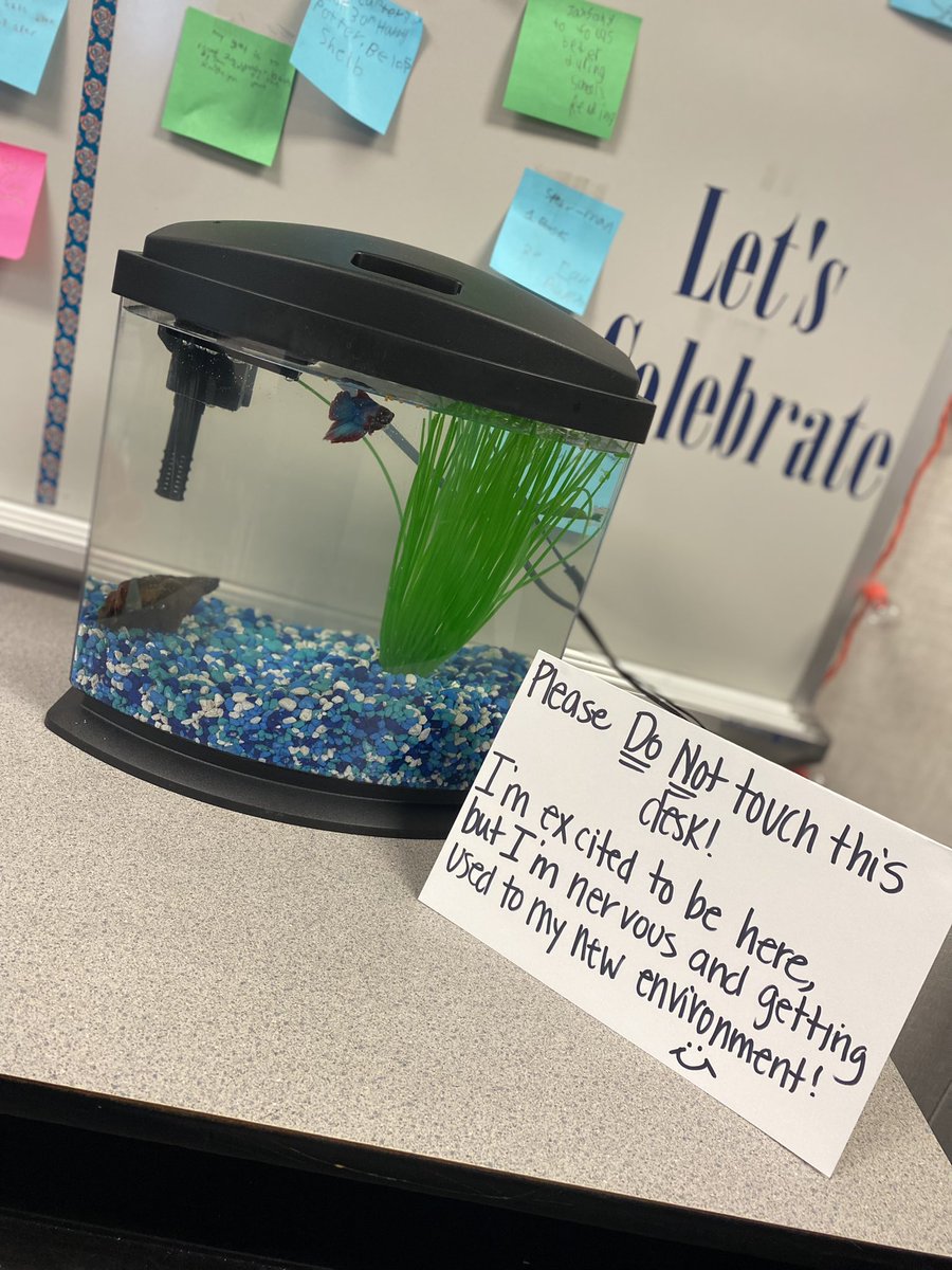 YeatesHeather's tweet photo. There is a new pet in Room 114… stay tuned as we vote on a name ! #room114 #newpet #calmdowncorner #betalove https://t.co/gTmyMJKehU