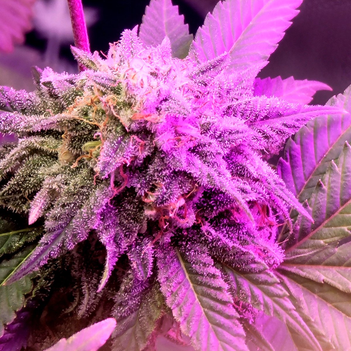 GlazingGrower's tweet photo. No filters just lighting #CandylandxGG4 #TesterProgram #tester1 #IrvineArmy #GrowUrOwn #Growmies #TryN #luvurself @iAMJeremiahWeed @heknowsgrows @AcInfinityInc https://t.co/GiA6X92tR0