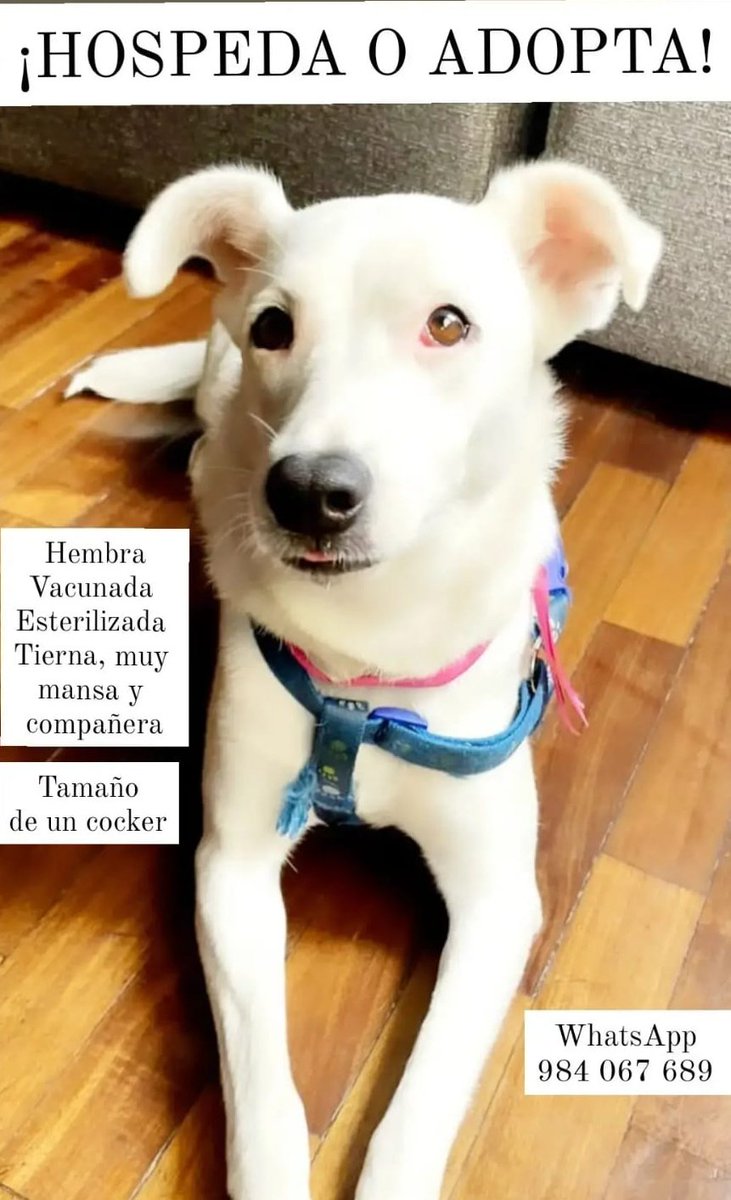 danegamez's tweet photo. Les ruego compartir. Blanquita se ha quedado sin hogar, estamos buscando urgente alguien que pueda hospedarla porque @rescate_sos no tiene albergue
Es tamaño cocker.
Más info con @rescate_sos https://t.co/KZWMROnw1J