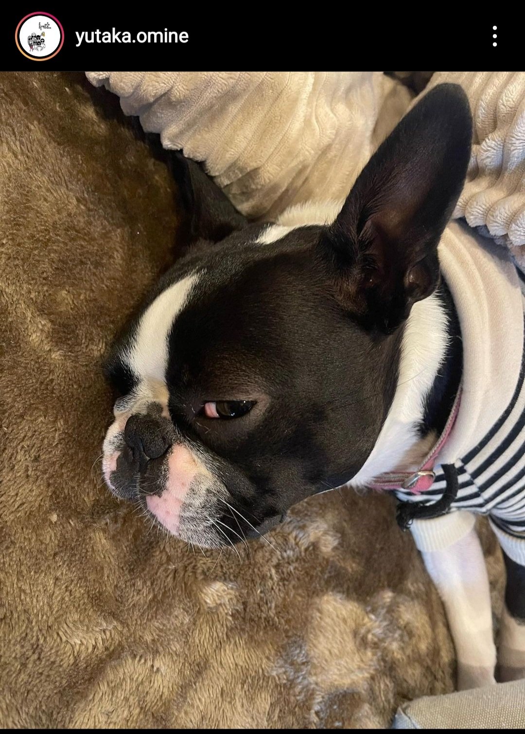 アポロ犬 Twitter Search Twitter