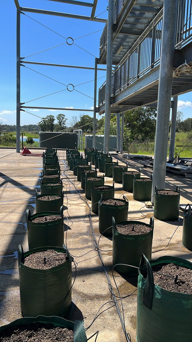 kaiser_brent's tweet photo. Today, we’ve kicked off our launch of a Kenaf Industry for Australia.  Seeds are in at our labs in Camden. More to come with scale across the Usyd agricultural footprint over the next few months. https://t.co/gzZjOJrSHm