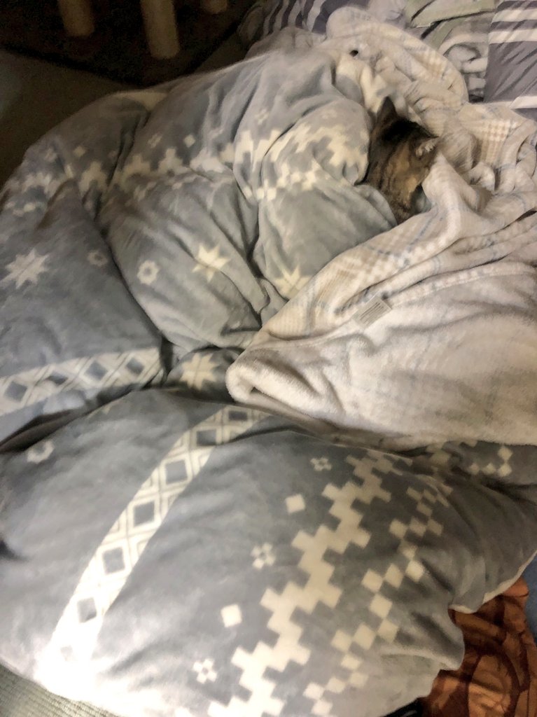 eooTTzG0e8aVoQr's tweet photo. 邪魔してごめんね…
#猫
#家猫
#猫好きさんと繋がりたい 
#猫の居る暮らし
#猫写真 
#catlovers
#catlover https://t.co/7H5xWO2jZS