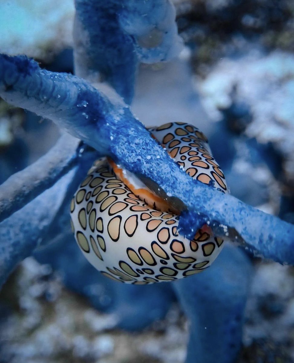 NicoMarinb's tweet photo. Para que tengan buenas noches 💤 
Unas fotos del medio del océano en Isla Cozumel, Mexico 🇲🇽 https://t.co/bGjotYujyS