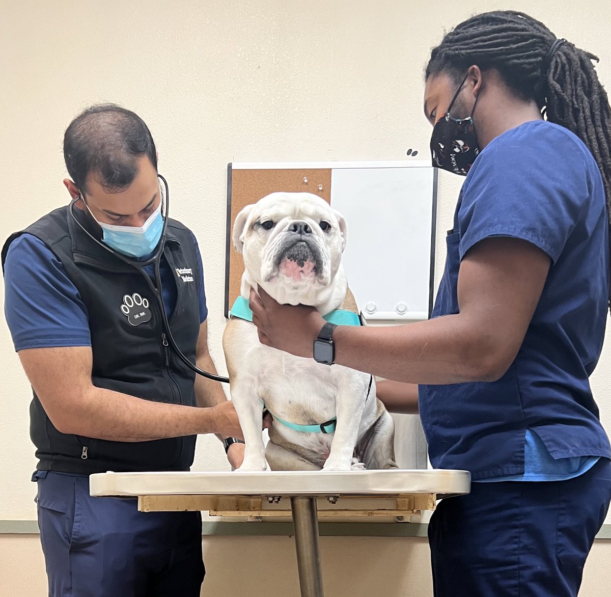 MiaYim's tweet photo. Stannis probably cussing me out during this. #PrinceStannis #EnglishBulldog https://t.co/MkaLc8NtrK