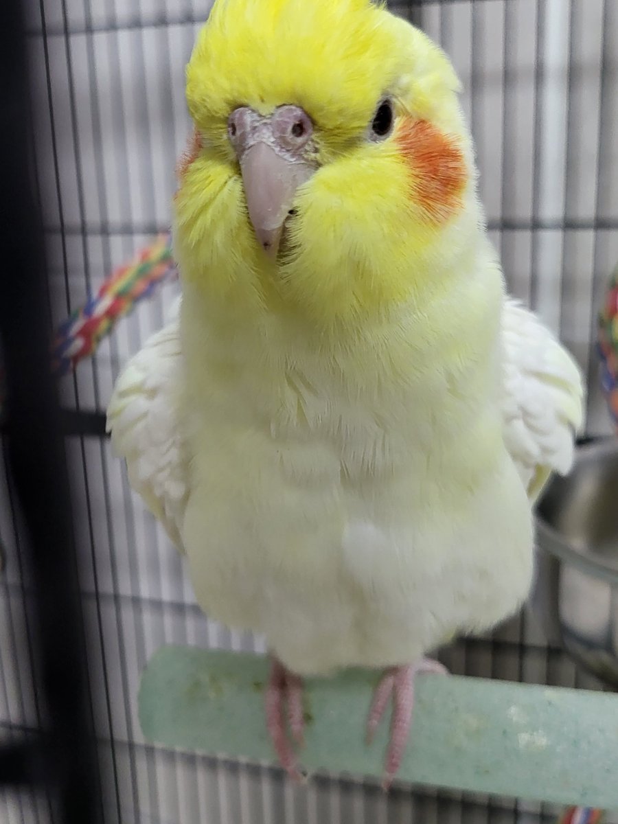 털이 뿜실해진 순간을 포착했습니당❤