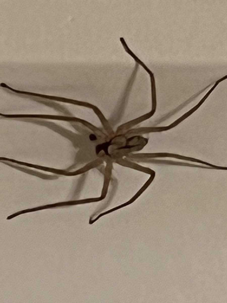 CDNInsurance's tweet image. Anyone know what type of spider this is? Maybe 1 to 1.5 inches total length #spider #id #identify #whatisthis