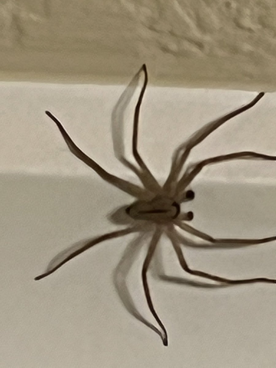 CDNInsurance's tweet image. Anyone know what type of spider this is? Maybe 1 to 1.5 inches total length #spider #id #identify #whatisthis