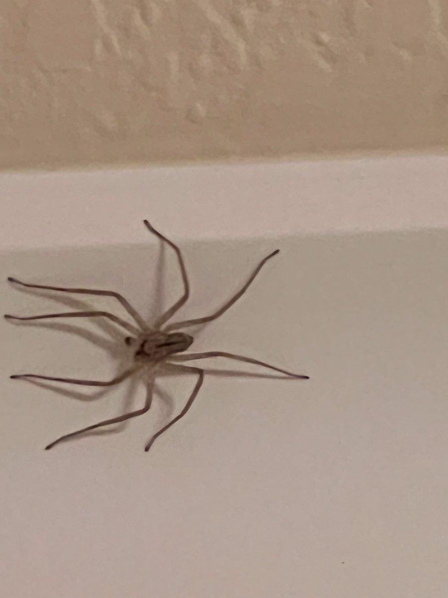 CDNInsurance's tweet image. Anyone know what type of spider this is? Maybe 1 to 1.5 inches total length #spider #id #identify #whatisthis