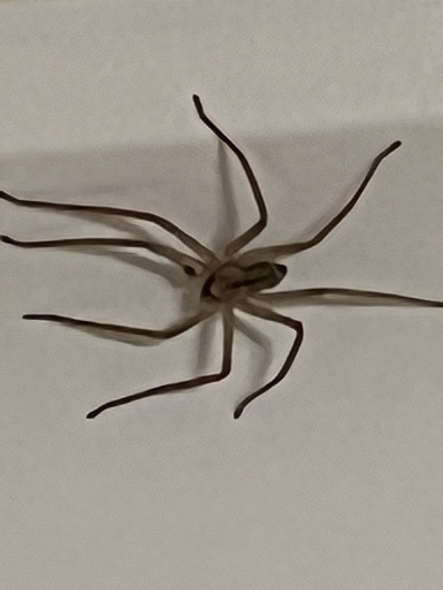 CDNInsurance's tweet image. Anyone know what type of spider this is? Maybe 1 to 1.5 inches total length #spider #id #identify #whatisthis
