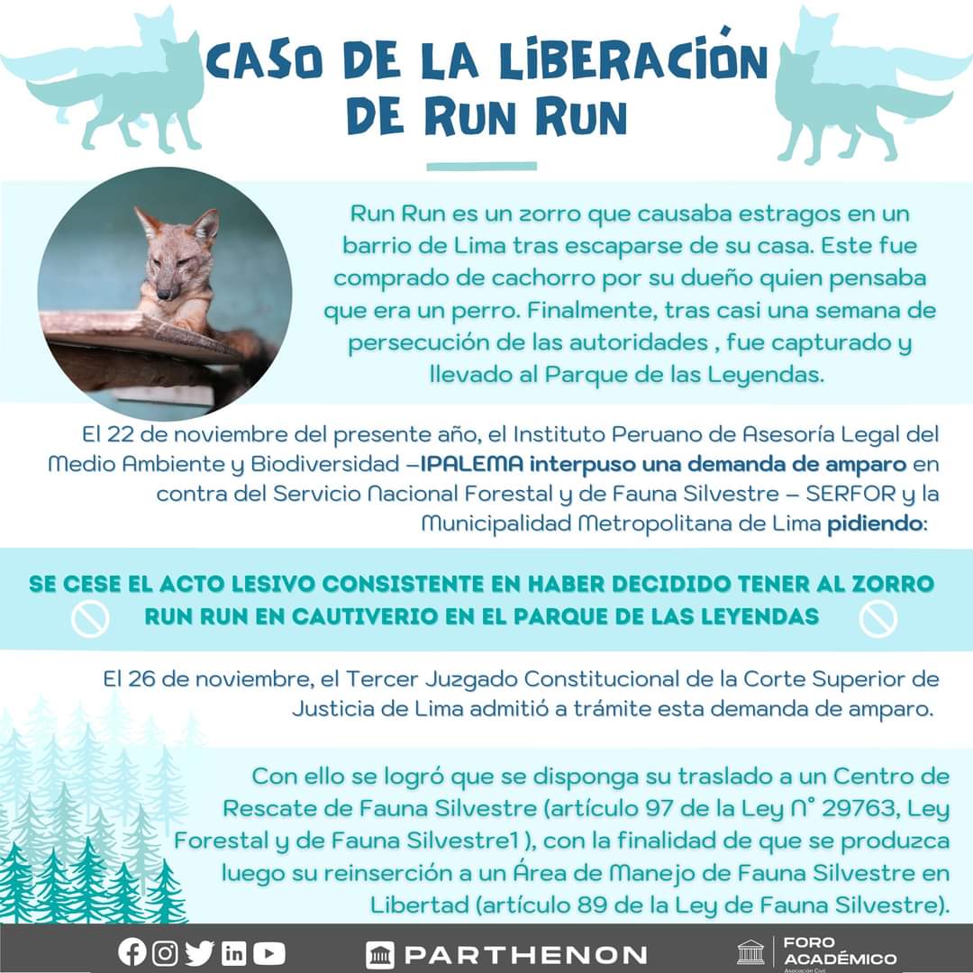 parthenonweb's tweet photo. #Infografía  
El día de hoy, desde https://t.co/7Q9f6tEzyl, te presentamos una infografía sobre el caso de la liberación del zorro llamado Run Run. 
¿Qué te pareció esta información? Déjanos tus comentarios. https://t.co/9zEJuvUvep