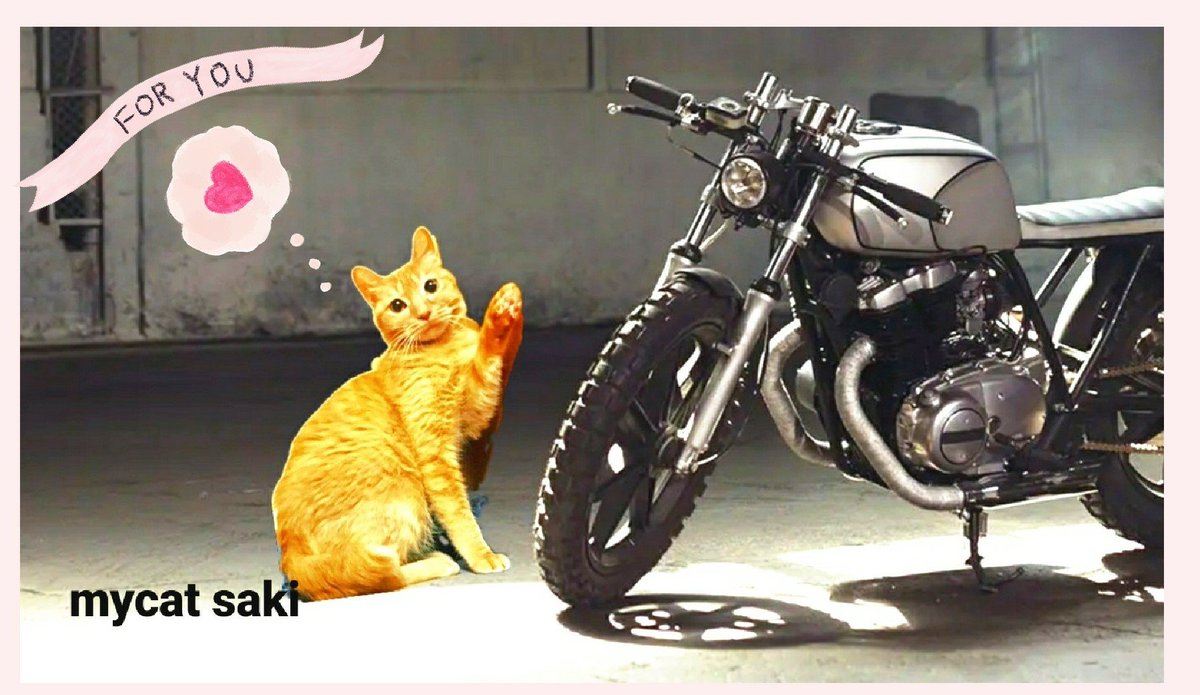 mycat    愛猫🐈🏍✨🖤🖤