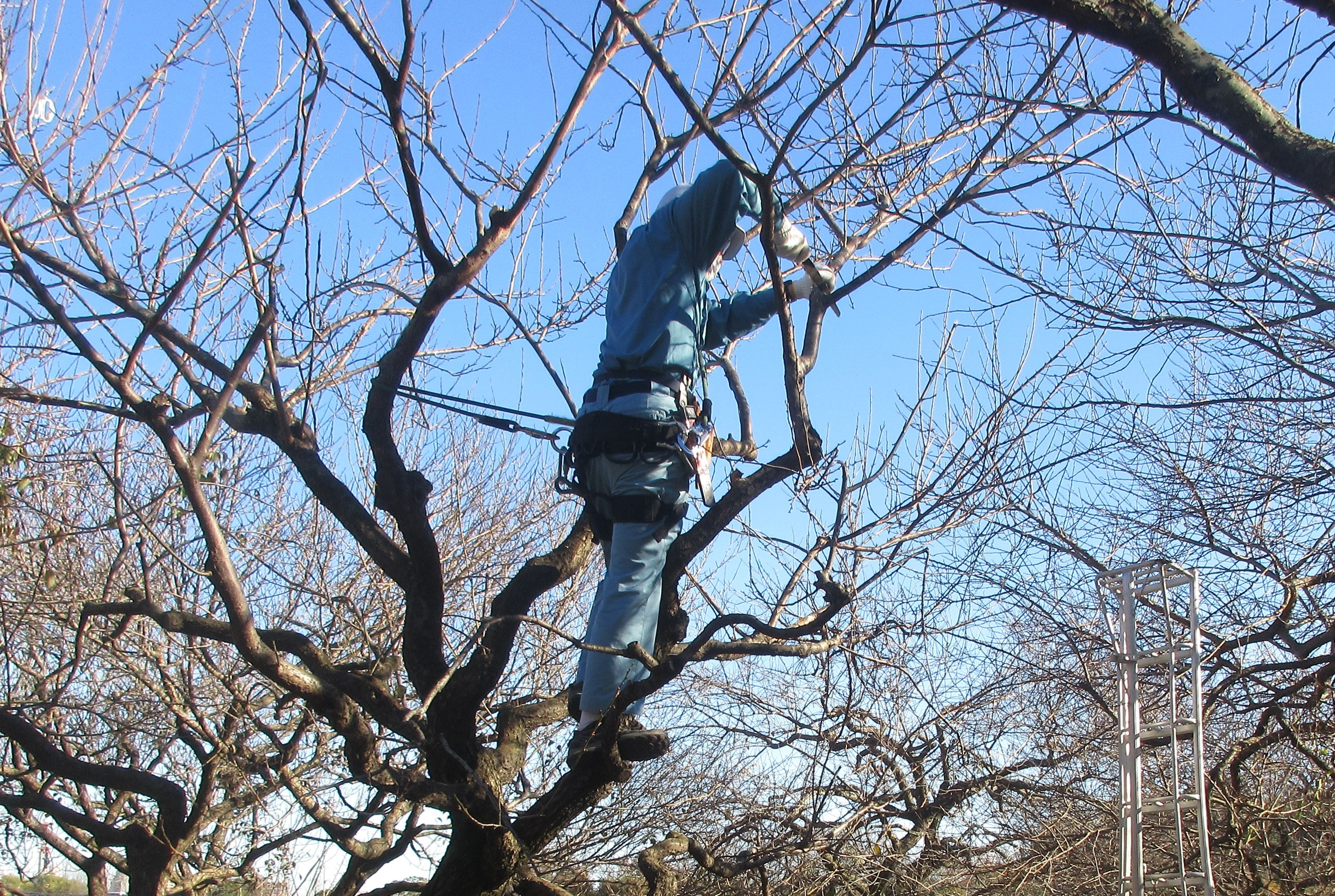 見晴亭 Miharashi Tei Twitter