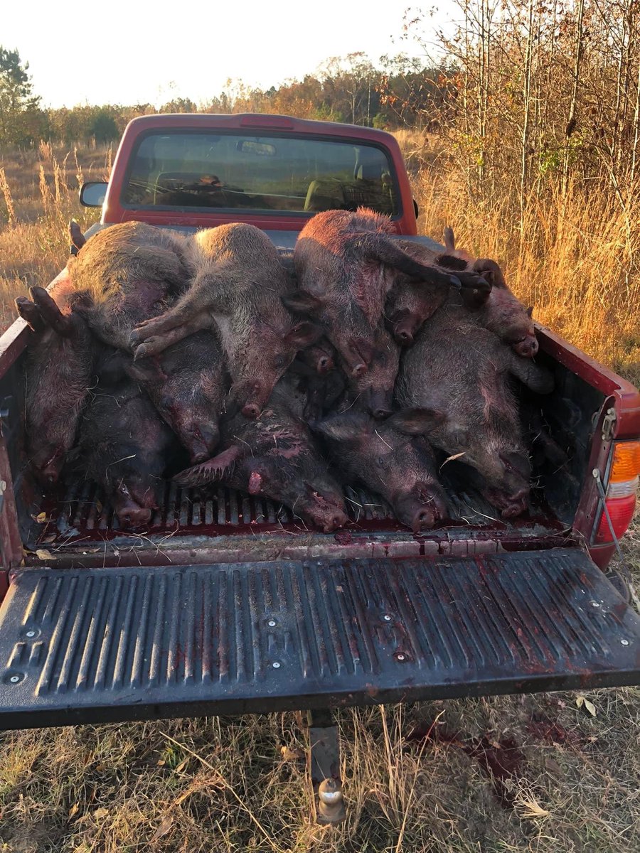 Pat83667307's tweet photo. Bacon anyone ?? https://t.co/NNkGVlvwrJ