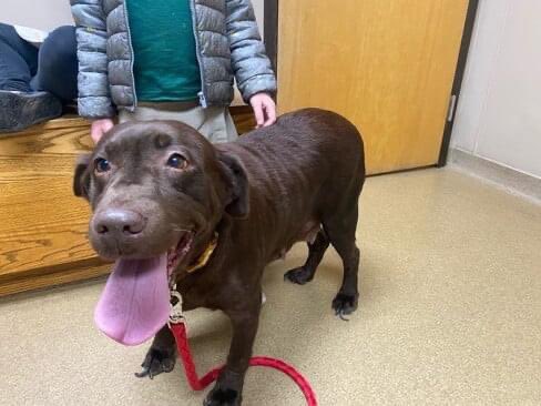 BrooklineLabs's tweet photo. #RESCUERIDE - Annabelle had her rescue ride from a farm this afternoon! This 8yo chocolate beauty went right to the vet for a needed nail trim. She has an amazingly sweet personality.
#BrooklineLabs #fosteringsaveslives #AdoptableLabs #labsofinstagram #LabradorRetrieverRescue https://t.co/kATQHRUw9H
