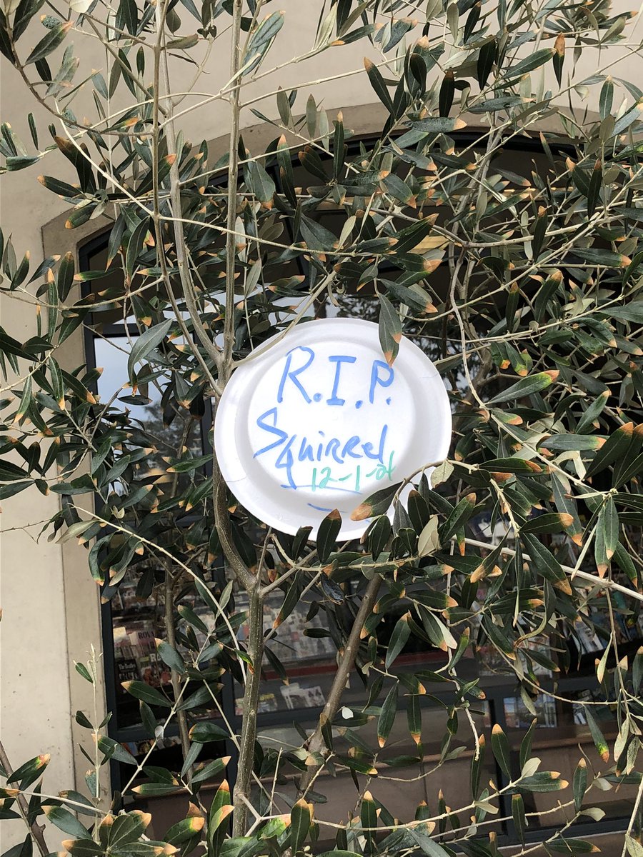 80sGirl216's tweet photo. Wish I knew him better. Barnes &amp; Noble will never be the same #RipSquirrel https://t.co/keBD54sMSp