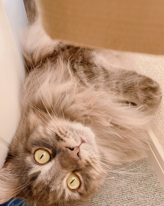 あっあ…😭🐈 