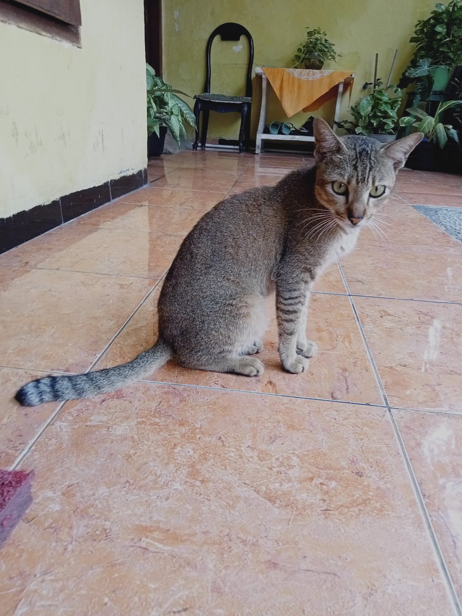 carenwln's tweet photo. Ada yang tau gk sih kenapa kucing ngga mau makan, sedih aku liatnya badannya sampai kurus gitu..
Tolong info dong yang tau seputar kucing https://t.co/nDGRY8lReO