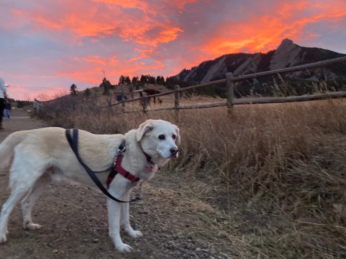 BrodyGraduate's tweet photo. 9 years ago I transformed from abandoned dog to rescue dog. Thanks @SpartanHumane and @dcluckydog for allowing me to find my forever home and my best life. #gratefuldog #brodiversary #adoptdontshop https://t.co/1vEnoy47qH