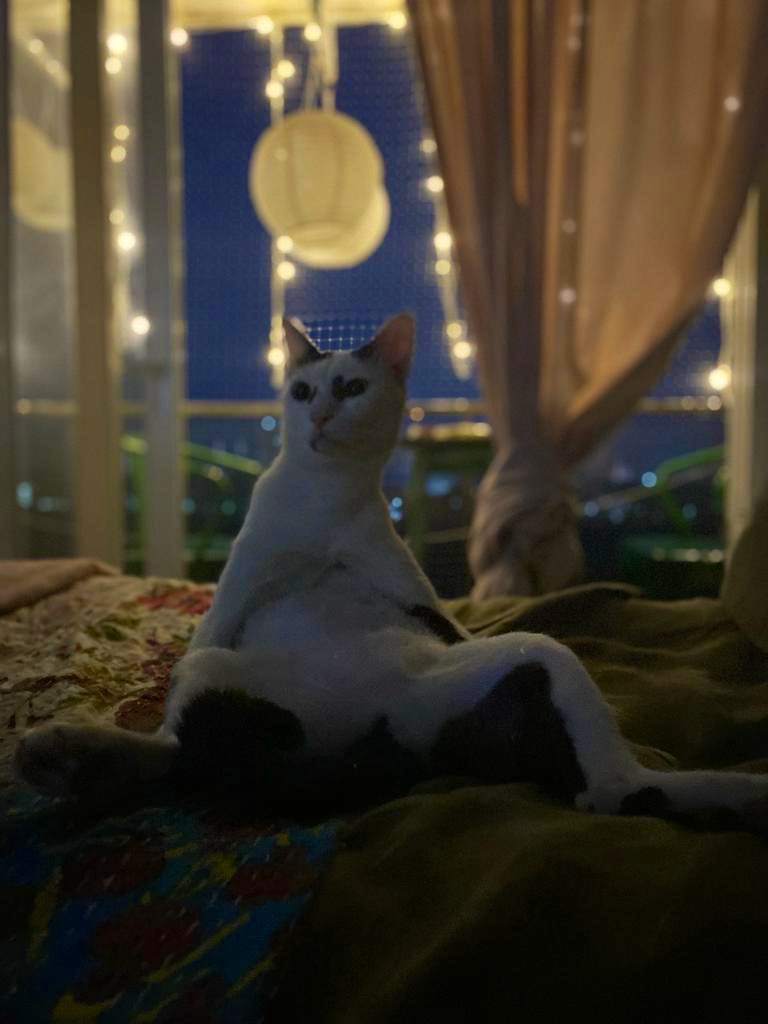 pratishthakhan's tweet photo. Paint me like your French girls! #OreoKhan #cattweets #CatsOnTwitter #cats https://t.co/PteGw2YMcO