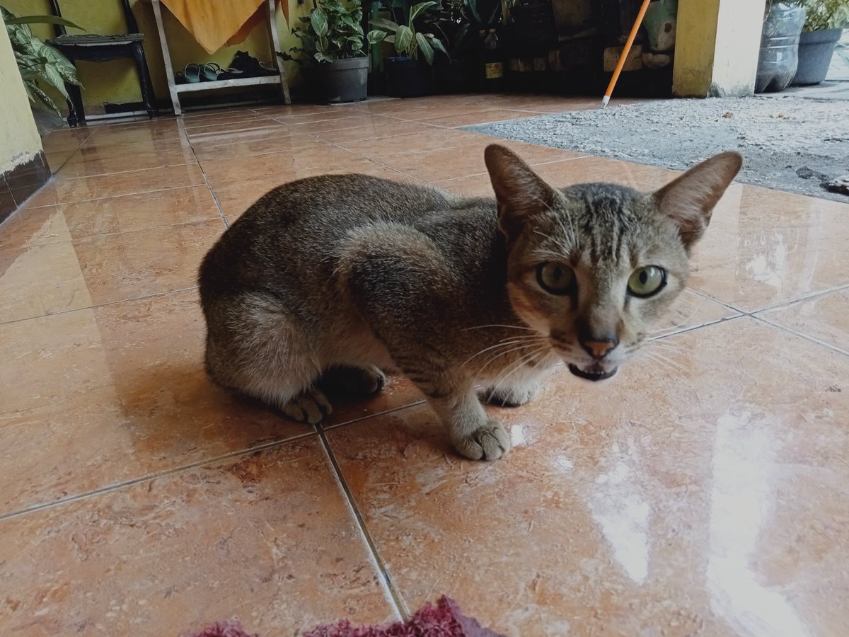 carenwln's tweet photo. Dulu dia gemuk pdhl waktu aku rawat tpi semenjak aku liar in jadi ngga mau makan pdhl udh aku beli in ayam,ikan, wiskas tpi ngga mau gimna dong 
Kalo ada yang mau adopsi juga gpp ngga usah bayar kamu rawat dia dengan baik aja https://t.co/3bSfaBatxk