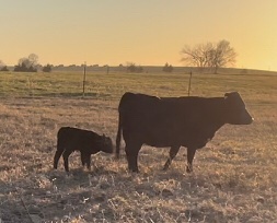 BaileySweet's tweet photo. This momma had her baby at 3pm today. We are so excited!  Congratulations momma. What an exciting day at Sweet Bailey Acres 😁❤️🥰 https://t.co/onDQQ3QD1Z