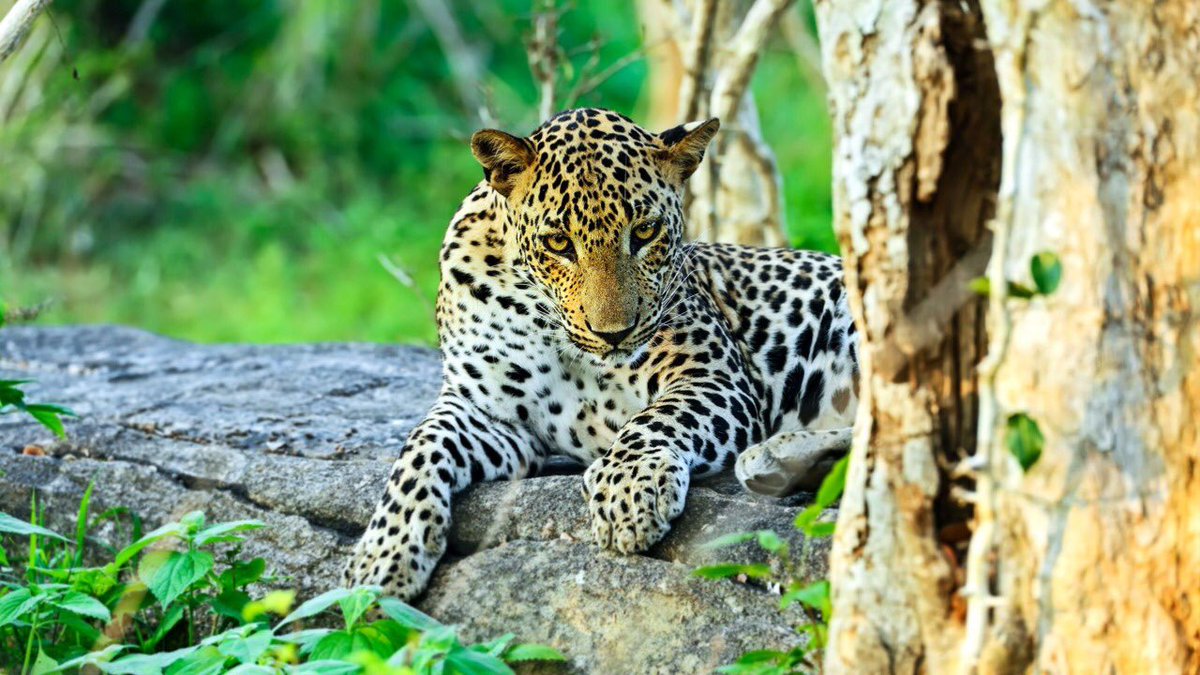 TMirissa's tweet photo. #Yala #NationalPark is a vast forest, grassland, and lagoons bordering the #Indian #Ocean in #southeast #SriLanka. Yala offers some of the best #wildlife viewing opportunities in the world. Join our #website for more information on tours and activities!

🌐https://t.co/lz3cbMhmii https://t.co/tBUpoodnuJ