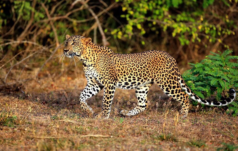 TMirissa's tweet photo. #Yala #NationalPark is a vast forest, grassland, and lagoons bordering the #Indian #Ocean in #southeast #SriLanka. Yala offers some of the best #wildlife viewing opportunities in the world. Join our #website for more information on tours and activities!

🌐https://t.co/lz3cbMhmii https://t.co/tBUpoodnuJ