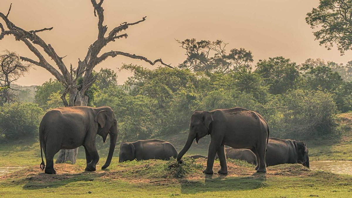 TMirissa's tweet photo. #Yala #NationalPark is a vast forest, grassland, and lagoons bordering the #Indian #Ocean in #southeast #SriLanka. Yala offers some of the best #wildlife viewing opportunities in the world. Join our #website for more information on tours and activities!

🌐https://t.co/lz3cbMhmii https://t.co/tBUpoodnuJ