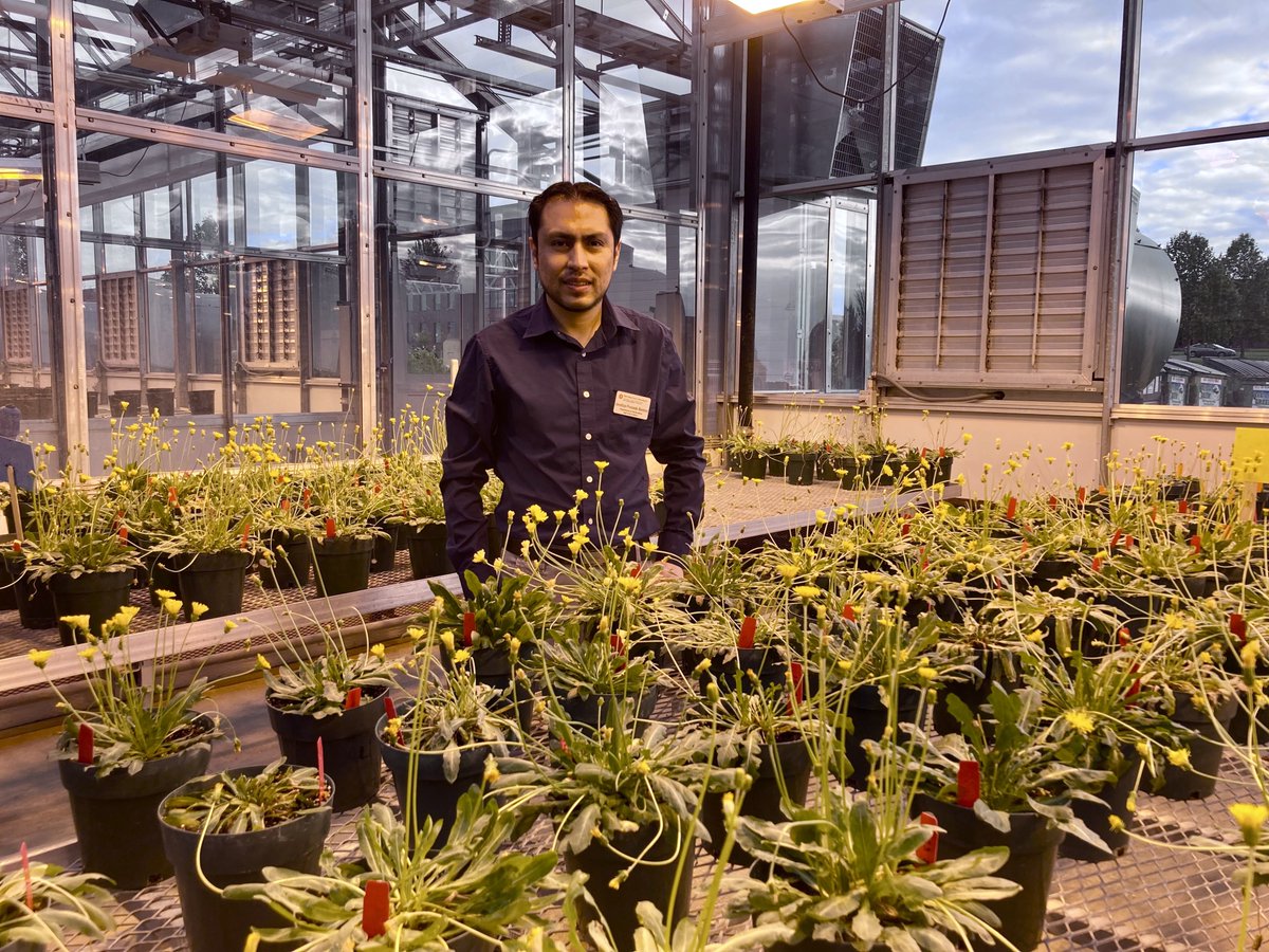 Join us at the PBGB-Corteva Symposium! REGISTRATION ENDS TOMORROW canr.msu.edu/pbgb/Symposium…! See Dr. Jonathan Fresnedo Ramirez present on the use of rubber dandelion as an alternative source of latex for the 21st century!