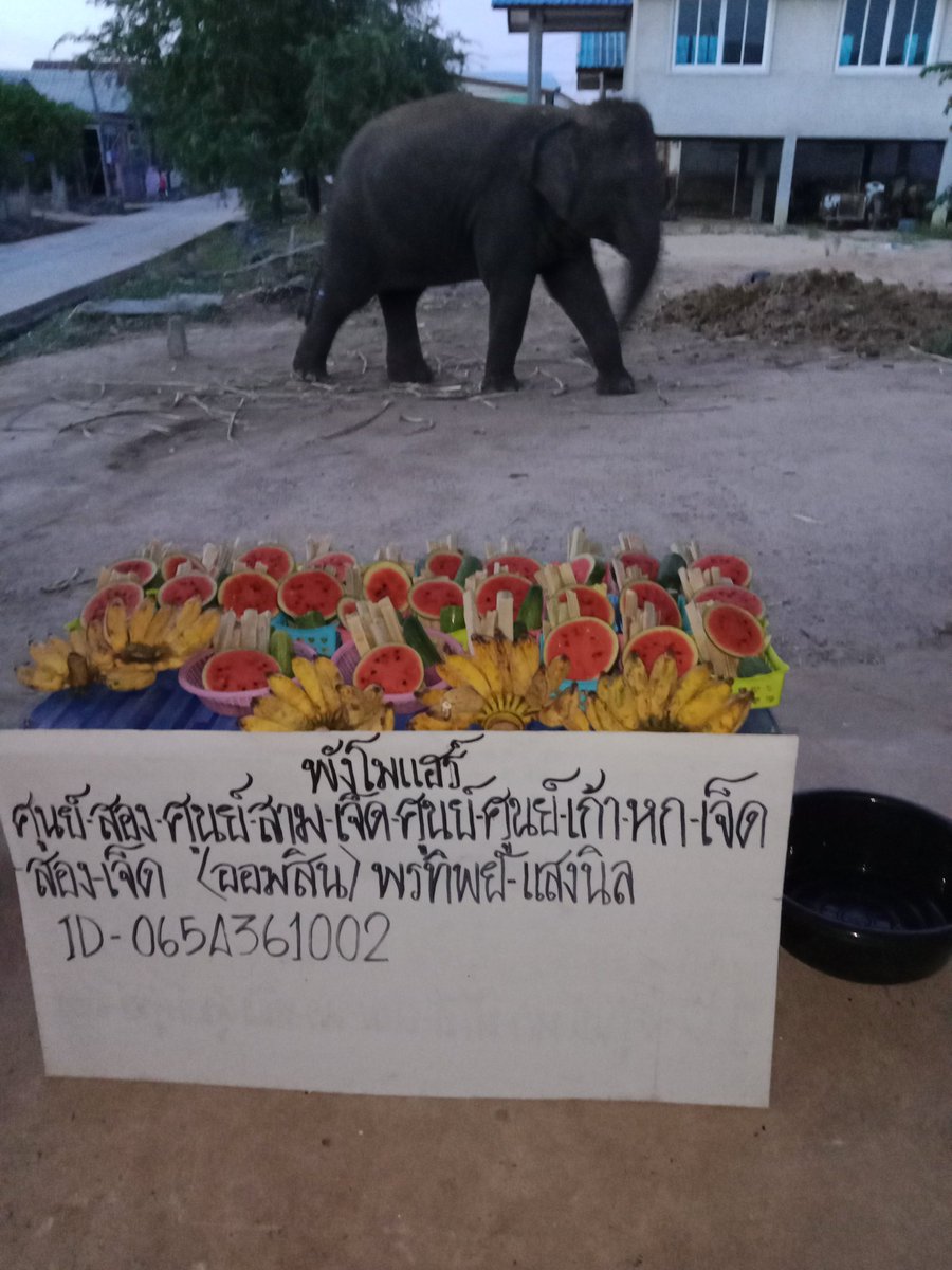 พรทิพย์ แสงนิล (พังโมแฮร์) tweet media