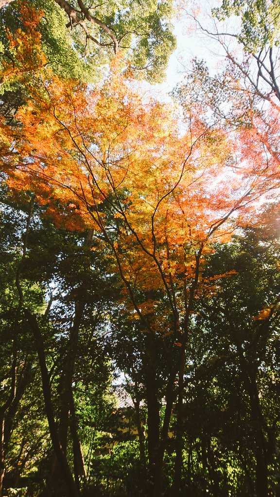 NVuttKo's tweet photo. もう12月だねぇー

今年もおわりきゃーぁ⤵️

今年何してたんだろ…きおくが。。

#紅葉
#今何してる

#東京 https://t.co/DakO9rJ4p6