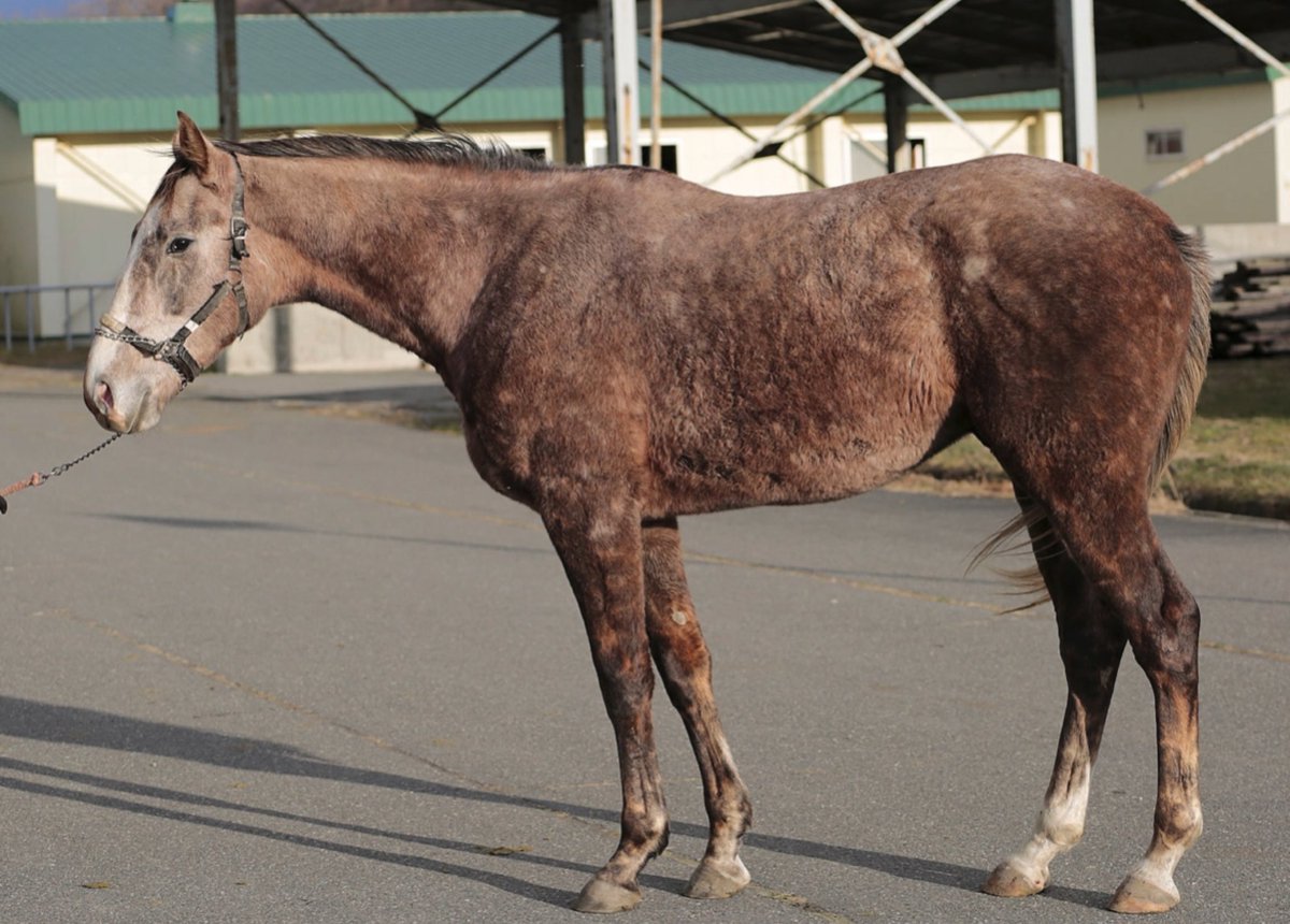 #ウインマルシュ
行き先・所在地を
高知競馬に尋ねた・・・回答はなかった
オグリクロノスの時も
熱く応援したファンの想い
『元気でいるのかな』不安心配を解消したい
が
聞かれる側の立場も敬いたい
一度で回答がなかったら、二度聞きは控えたい
両側の立場を尊重し、天秤のバランスを保つ様