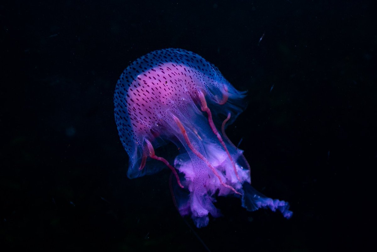 Magenta Oceans tweet media