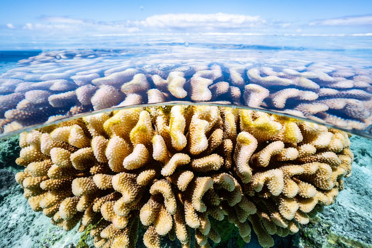 Magenta Oceans tweet media