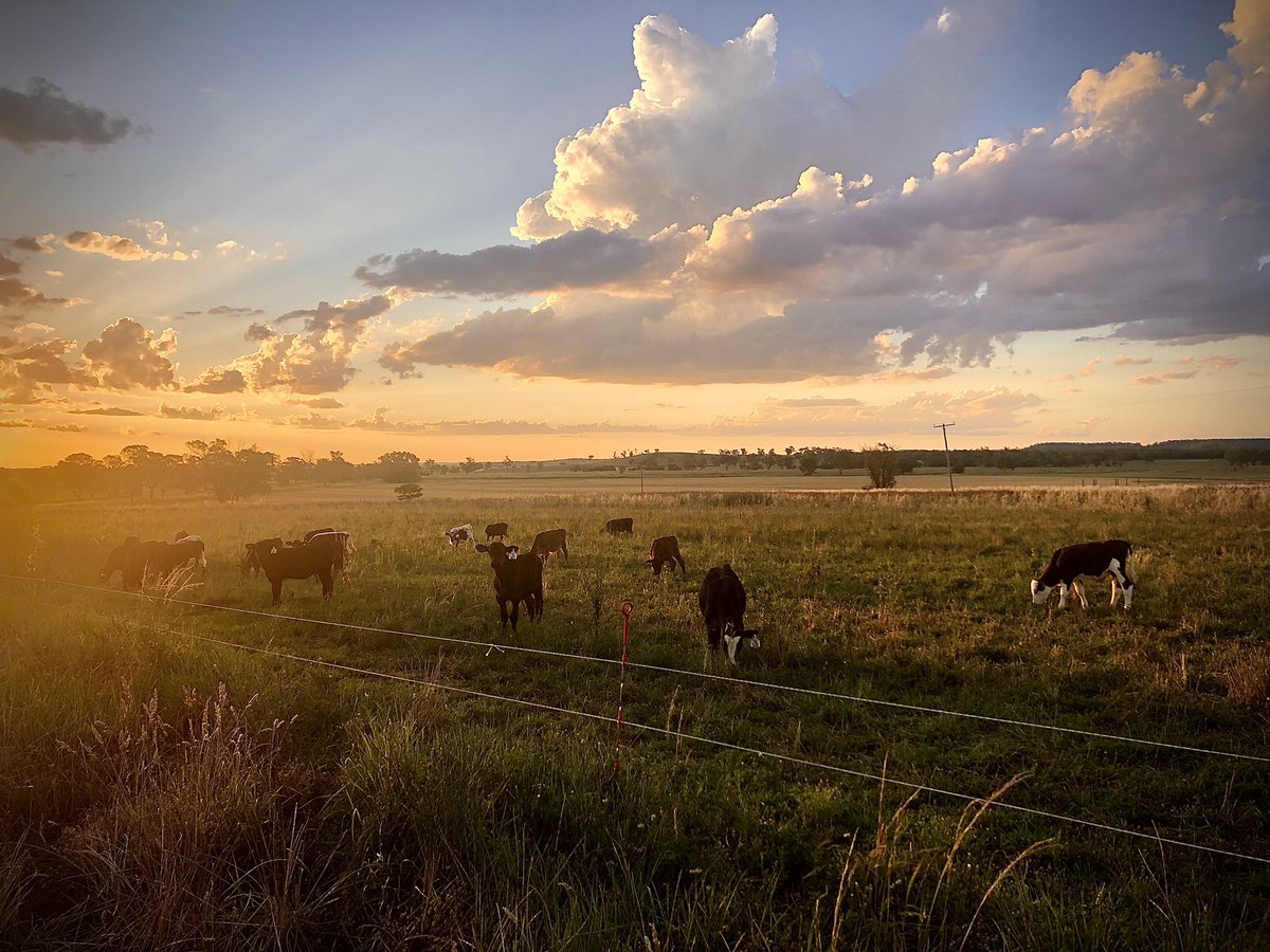 So blessed to live here. Away from it all. #AustralianAgriculture #ThankAFarmer #AusAg #SpringCalves