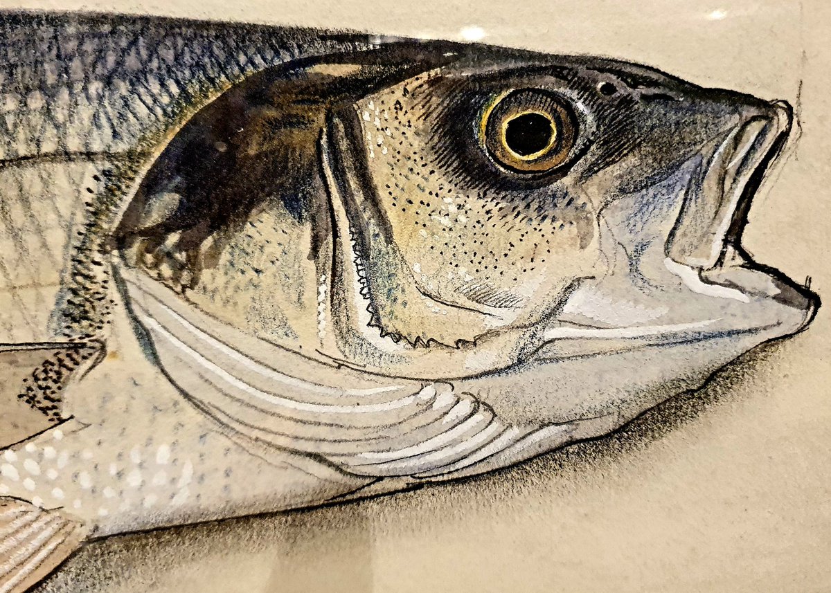 c_duigan's tweet photo. Dare I say Tunnicliffe's #fish are almost better than his birds! Always a thrill to see the range of his drawings @Oriel_Mon - diolch yn fawr. #AngleseyArt #naturalhistory #FishFriday #Salmon #SeaBass #YnysMôn #Wales #WelshArt #Anglesey https://t.co/XeCyebSJqq