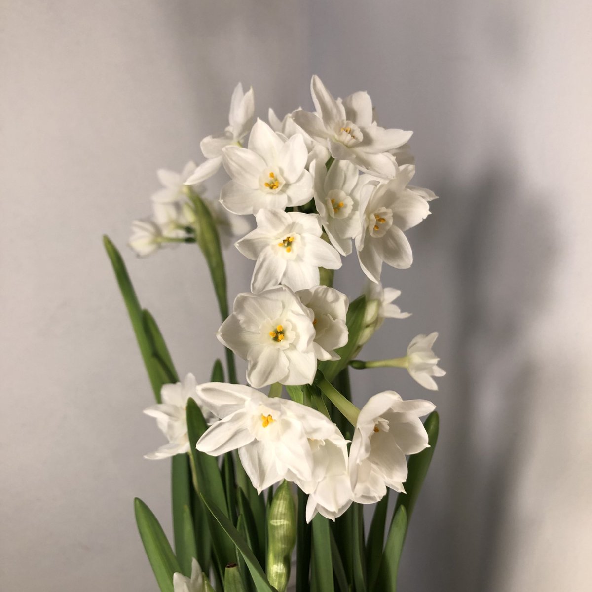 Magdalena Gil (@mlle_grumpy) on Twitter photo Si no hay jazmines, los Narcissus papyraceus son un buen sustituto ¿no <a href="/mauropiz/">Mauricio Pizard</a>? #plantenflores Si no hay jazmines, los Narcissus papyraceus son un buen sustituto ¿no <a href="/mauropiz/">Mauricio Pizard</a>? #plantenflores