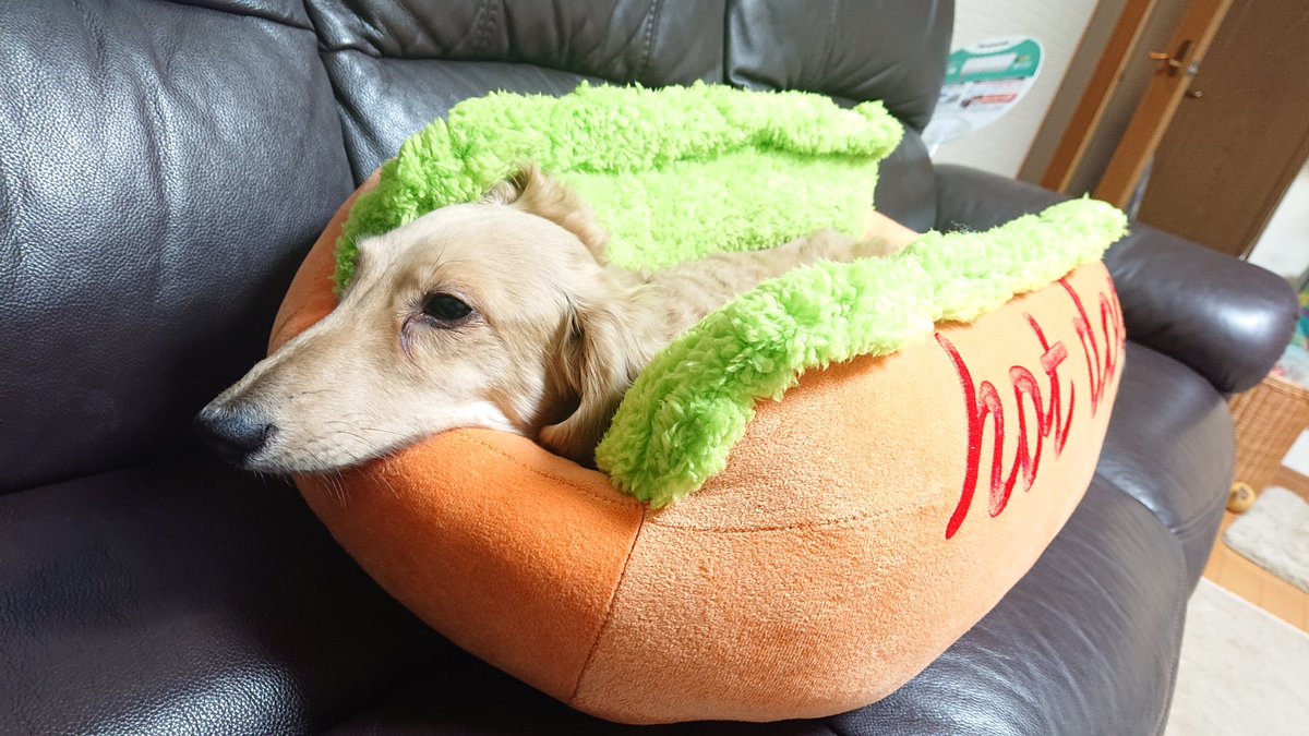 hot dogクッション🌭買ってしまった👛🎶。さっそくスッポリ✨ハマって