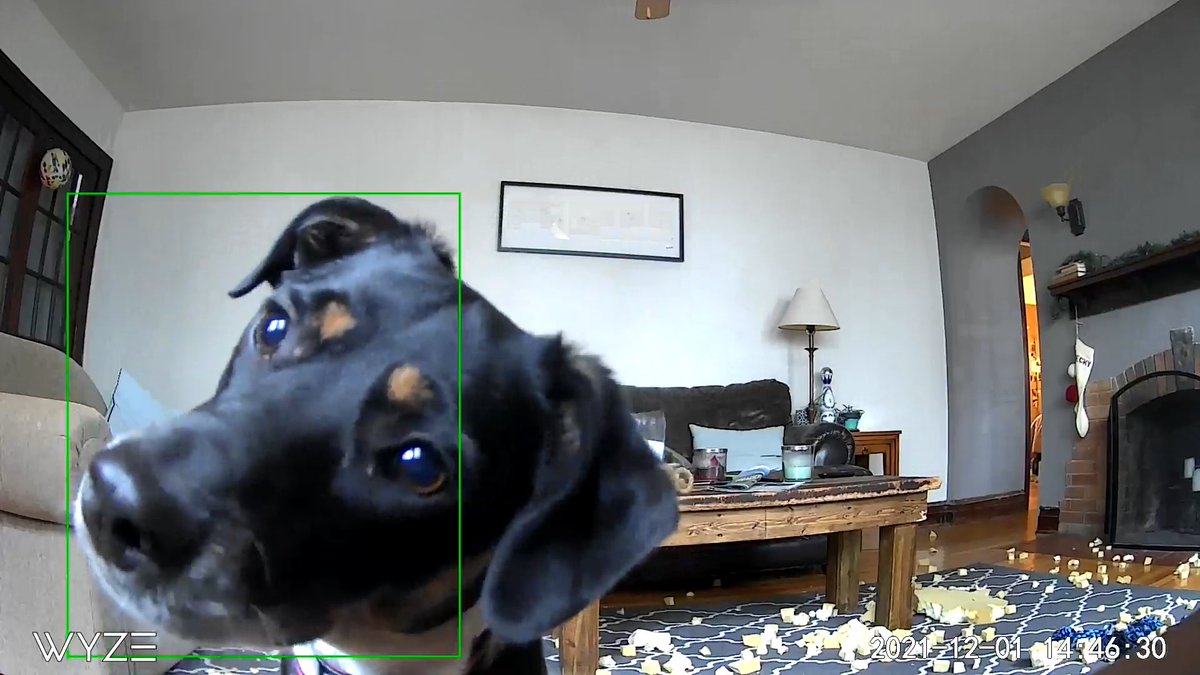 SummerRae98's tweet photo. Please enjoy these pictures of Darcy hearing me through my pet cam https://t.co/Nuc0eB0CxK