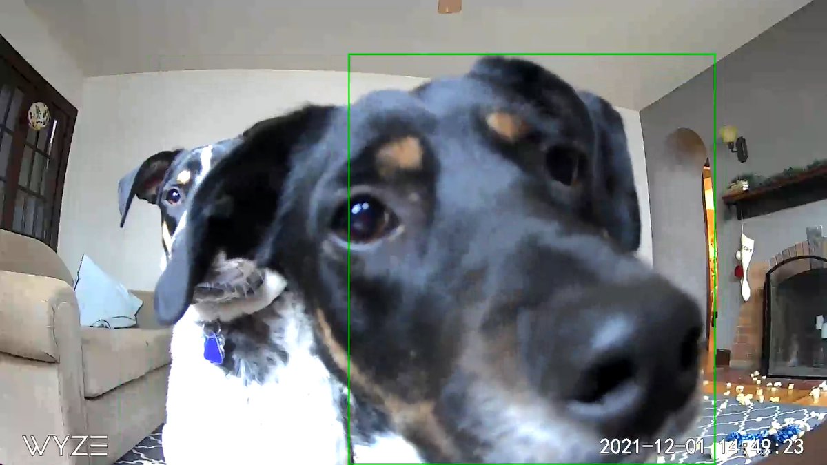 SummerRae98's tweet photo. Please enjoy these pictures of Darcy hearing me through my pet cam https://t.co/Nuc0eB0CxK