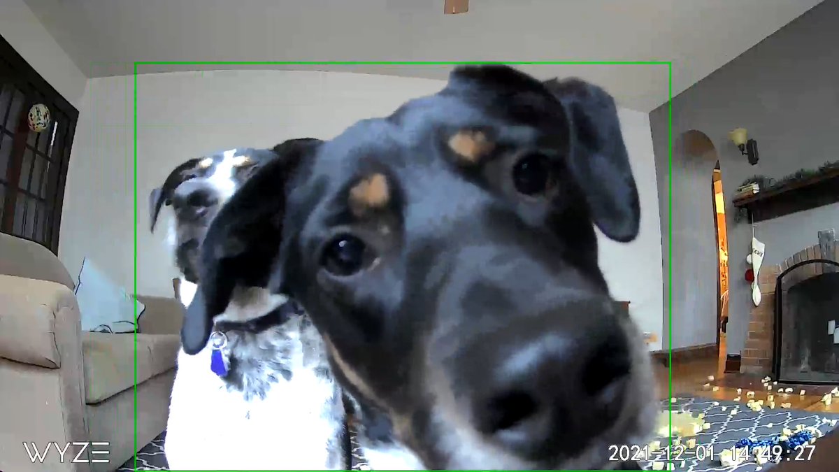 SummerRae98's tweet photo. Please enjoy these pictures of Darcy hearing me through my pet cam https://t.co/Nuc0eB0CxK